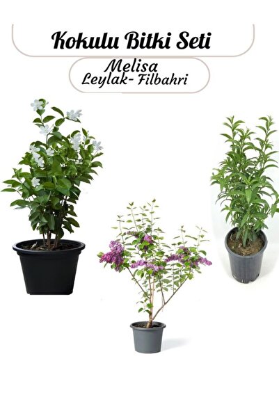 Bitkim Sende Saksılı Balkon Bahçesi Seti Filbahri- Melisa ve Leylak ile Mini ...