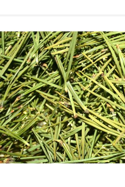 REDWOX Fresh Green Pine Leaf Needle 150 Gr