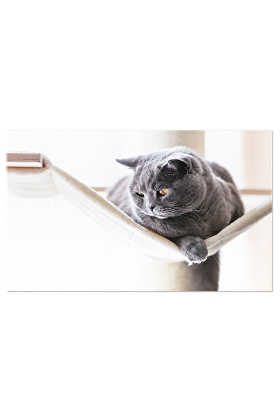 StoryGift Romania Tablou Canvas - British Shorthair: Odihna Pe Hamac Si Prive...
