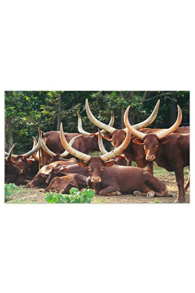 StoryGift Romania Tablou Canvas Turma De Tauri Ankolewatusi In Gradina Zoologica O Imagine Cu Mamifere Masive Si