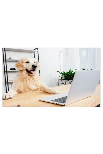 StoryGift Romania Tablou Canvas Caine Labrador Dragut Privind La Laptop Pe Ma...