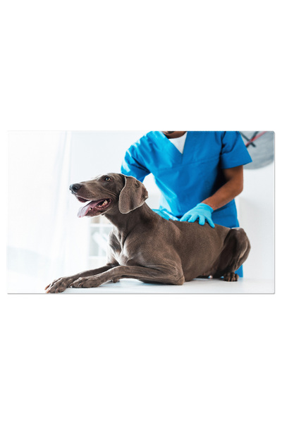 StoryGift Romania Tablou Canvas Domn Veterinar Examinand Spatele Unui Bulldog...