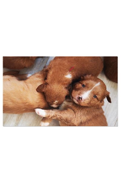 StoryGift Romania Tablou Canvas Grup De Catei Dragalasi Caini, Animale De Companie, Pufosenie 2261