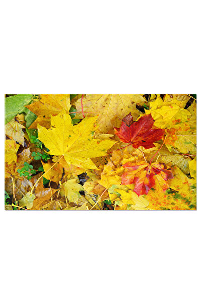 StoryGift Romania Tablou Canvas Frunze Vibrante In Sezonul De Toamna Pe Copac...