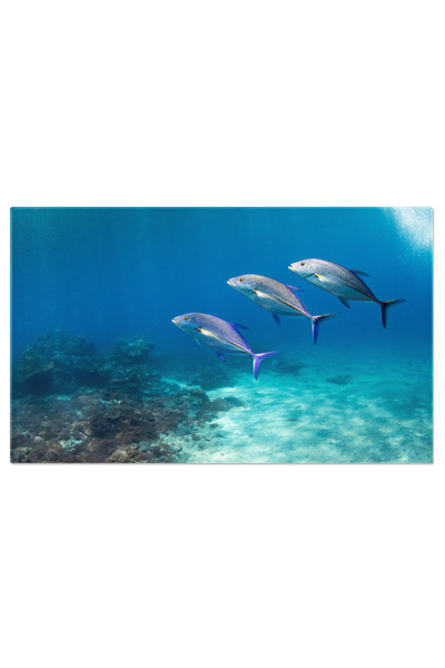 StoryGift Romania Tablou Canvas Trei Pesti Caranx Melampygus Albastri, Ocean, Acvariu, Colorat, Subacvatic 4647