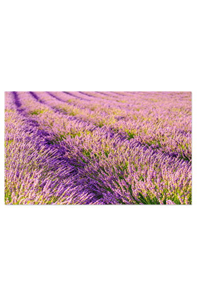 StoryGift Romania Tablou Canvas Privelistea Pitoreasca A Unui Camp De Lavanda Inflorit, Unde Razele Soarelui Aduc