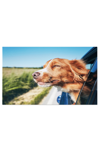 StoryGift Romania Tablou Canvas Caine Calatorind Cu Masina Intr-o Zi De Vara ...