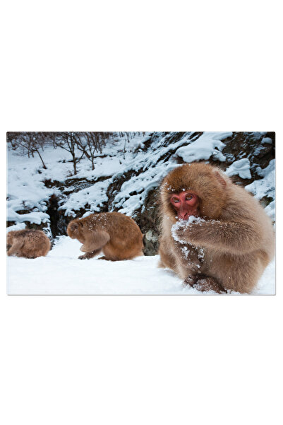 StoryGift Romania Tablou Canvas: Zebre La Apa - Viata Salbatica In Sudul Africii