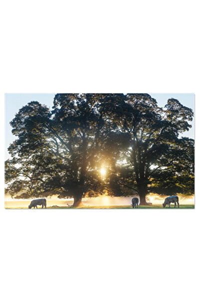 StoryGift Romania Tablou Canvas: Peisaj Submil De Vara, Vaca, Copac Batran, R...