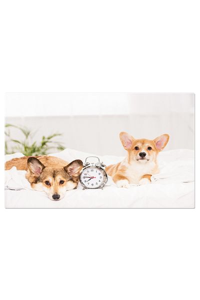 StoryGift Romania Tablou Canvas Corgi Aurie In Pat Cu Ceas Desteptator Adorabil, Pat, Animal, Corgi, Ceas Destept