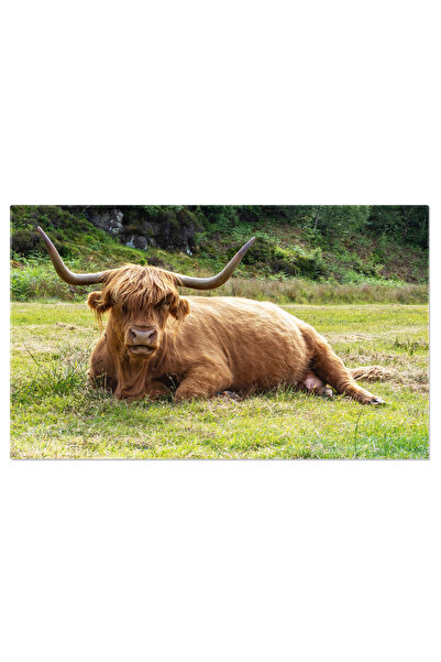 StoryGift Romania Tablou Canvas Vaca De Highlands In Apropiere De Plockton, Scotia Fauna Autentica In Peisajul R