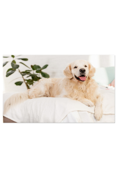 StoryGift Romania Tablou Canvas Caine Golden Retriever Dragut Culcat Pe Pat I...