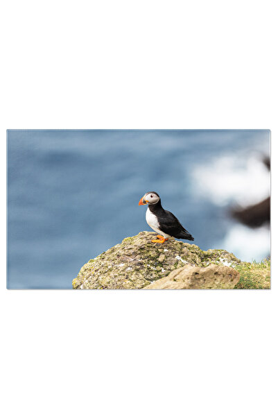 StoryGift Romania Tablou Canvas: Drumetie In Lumea Pufului - Pasare, Puffin, ...