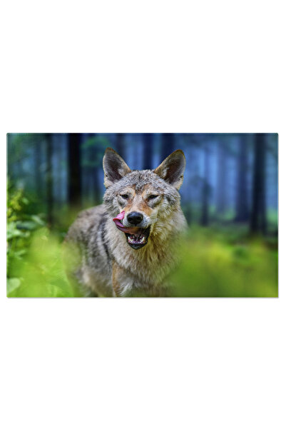 StoryGift Romania Tablou Canvas - Lup Gris In Munti: Privirea Salbatica A Pradatorului In Peisaj Natural