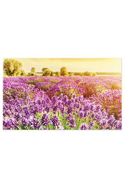StoryGift Romania Tablou Canvas: Camp De Lavanda In Provence - Flori Aromatice