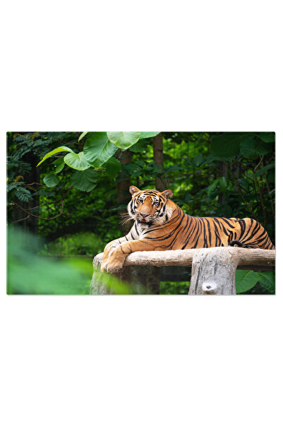 StoryGift Romania Tablou Canvas Tigru Bengal Culcat Eleganta Si Pericol, Faun...