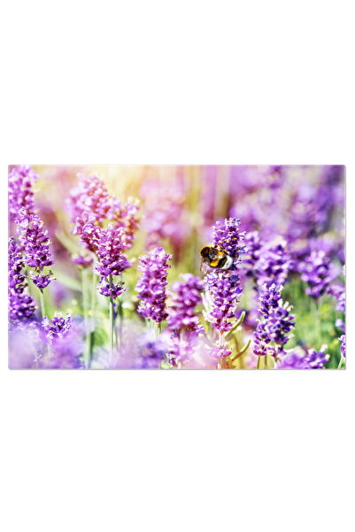 StoryGift Romania Tablou Canvas: Lan De Lavanda In Provence - Arome Si Peisaje