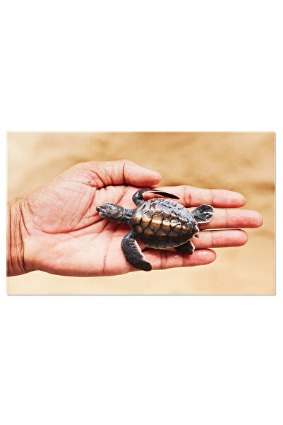 StoryGift Romania Tablou Canvas: Atingand Marea - Ajutor Si Speranta Pe Malul...