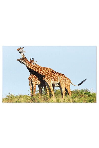 StoryGift Romania Tablou Canvas Familia De Girafe, Animal, Giraffe, Natura, A...