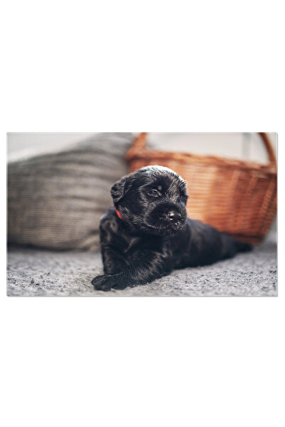 StoryGift Romania Tablou Canvas Catelus Vesel, Catel, Dragalas, Nou, Inocent,...