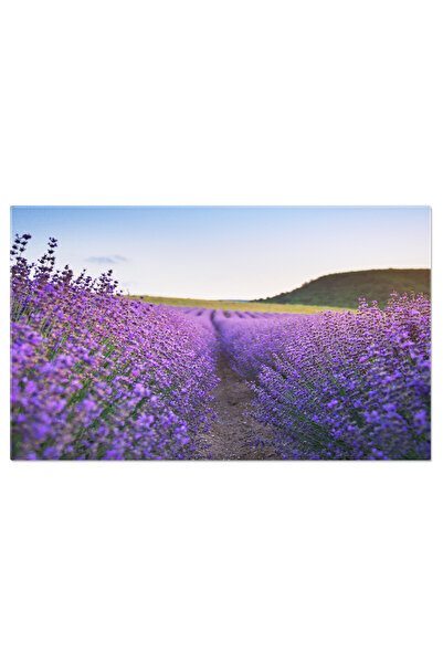 StoryGift Romania Tablou Canvas Camp De Lavanda La Apus, Lavanda, Camp, Peisa...