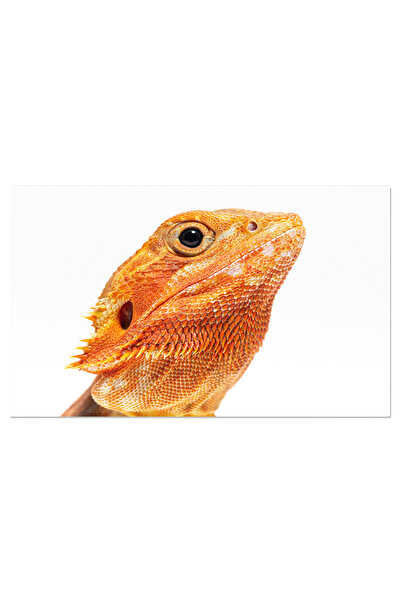 StoryGift Romania Tablou Canvas: Frumusetea Izolata A Unui Dragon Barbos - Re...