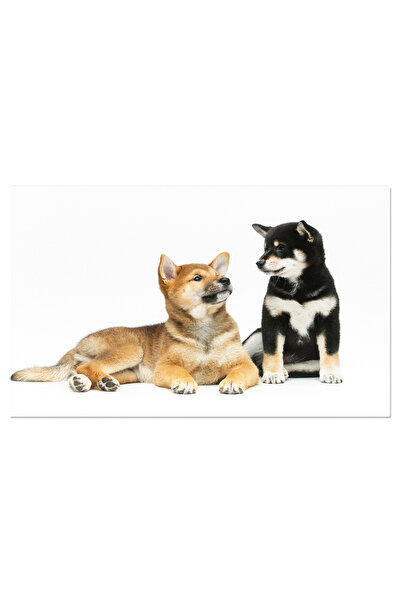 StoryGift Romania Tablou Canvas - Shiba Inu Juvenil: Pui Curios Cu Privire Dr...