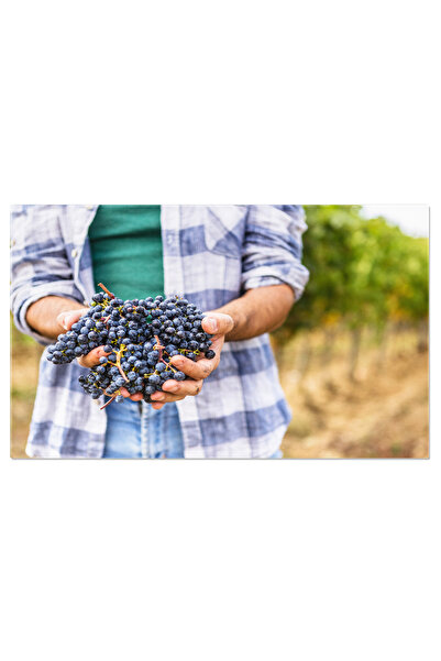 StoryGift Romania Tablou Canvas - Vinaria Traditionala: Recoltarea Strugurilo...