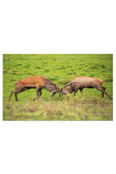 StoryGift Romania Tablou Canvas: Lupta Naturii - Cerb In Timpul Rutului De To...
