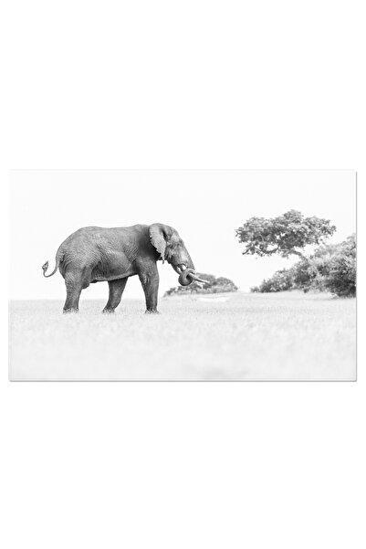 StoryGift Romania Tablou Canvas: Elefant In Natura, Alb Si Negru