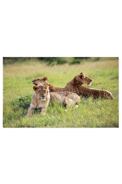 StoryGift Romania Tablou Canvas Cu Aventura In Africa - Calatorind In Habitat...