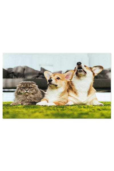StoryGift Romania Tablou Canvas Caini Corgi Si Pisica British Longhair Pe Canapea Adorabil, Animal, Rasa, Prieten