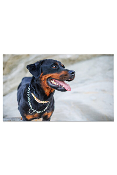 StoryGift Romania Tablou Canvas Rottweiler Scazut Pe Plaja Oceanului, Soare, ...