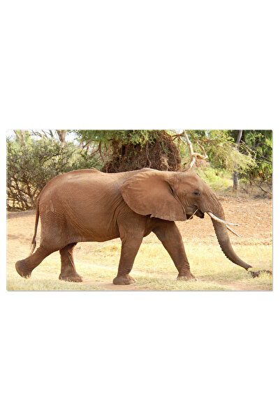 StoryGift Romania Tablou Canvas Cu Elefant African In Savana - Fauna Salbatic...