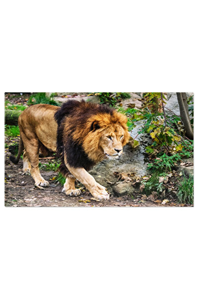 StoryGift Romania Tablou Canvas - Majestatea Lui Panthera Leo: Silueta Salbat...