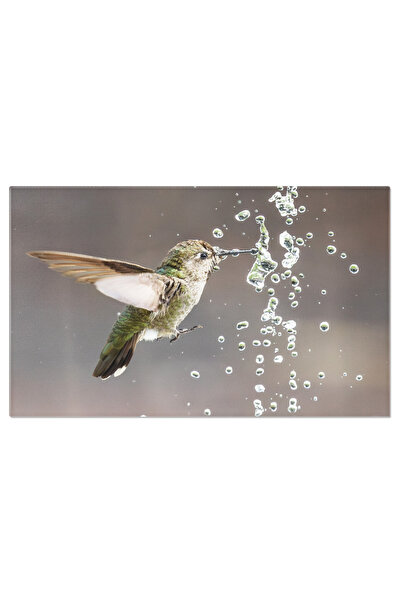 StoryGift Romania Tablou Canvas Colibri Anna, Mascul, Joaca Cu Fantana, Baut,...