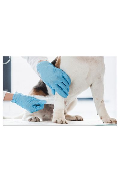 StoryGift Romania Tablou Canvas Veterinar Bandajand Labuta Unui Caine Persoana, Sanatate, Animal, Medicina, Ingri