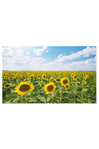 StoryGift Romania Tablou Canvas Camp Vast De Floarea-soarelui, Camp, Floare, ...