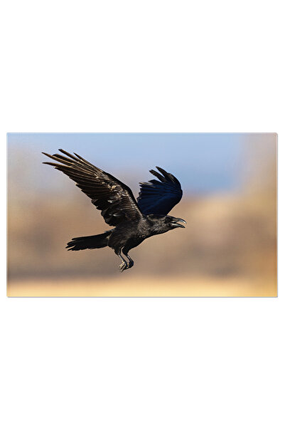 StoryGift Romania Tablou Canvas: Corvus Corax Zburand Intr-o Zi De Toamna - Soare, Natura, Salbaticie, Birdwatchi