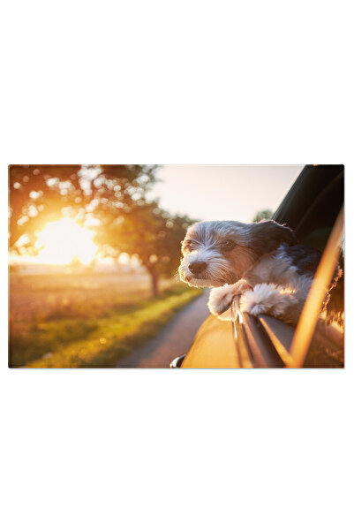 StoryGift Romania Tablou Canvas Caine De Poala Fericit Bucurandu-se De Calato...