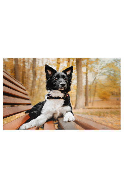 StoryGift Romania Tablou Canvas: Caine In Natura, Portret Fericit, Stand Pe B...