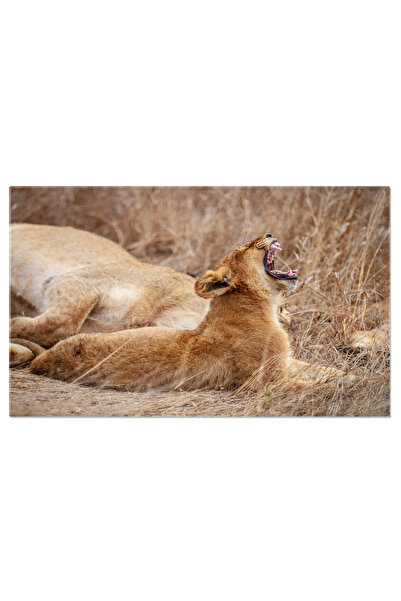 StoryGift Romania Tablou Canvas Pui De Leu Vazandu-se, Animal, Leu, Natur, Safari 2781