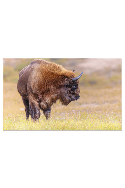 StoryGift Romania Tablou Canvas Cu Bison European - Mammifere In Padure