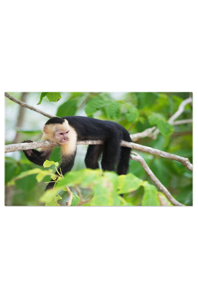 StoryGift Romania Tablou Canvas: Primate In Padurea Tropicala - Capucin, Faun...