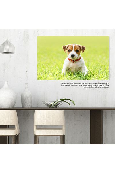 StoryGift Romania Tablou Canvas Caine Alb Mic, Rasa Jack Russel Terrier, Caine, Primavara, Iarba, Alb, Rasa, Anim