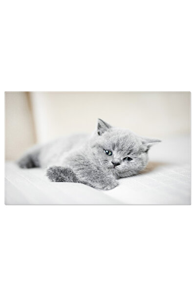 StoryGift Romania Tablou Canvas Pisoi Britanic Moale, Portret Pufos Cu Whiske...