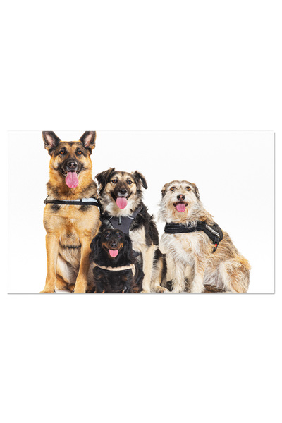 StoryGift Romania Tablou Canvas: Patruped Fidel Capturat Intr-un Decor Alb - Canin, Carnivor, Animal De Companie,