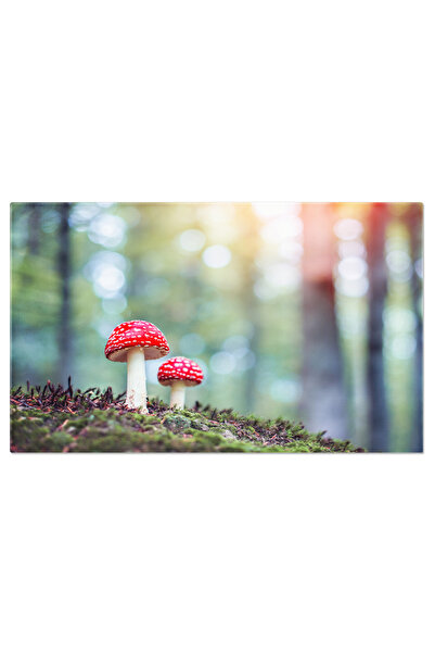 StoryGift Romania Tablou Canvas Doua Ciuperci Zane In Padurea De Primavara, C...