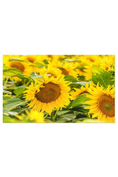 StoryGift Romania Tablou Canvas In Mijlocul Unui Camp Vast De Floareasoarelui, Petalele Sale Stralucitoare Lumine