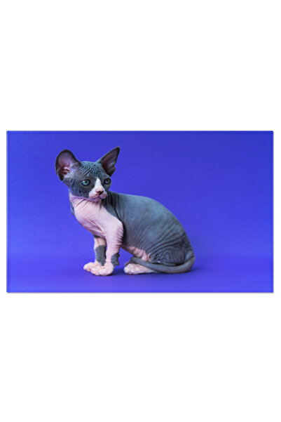 StoryGift Romania Tablou Canvas: Pisica Sphynx - Expresie Feline Si Gratie Nuda